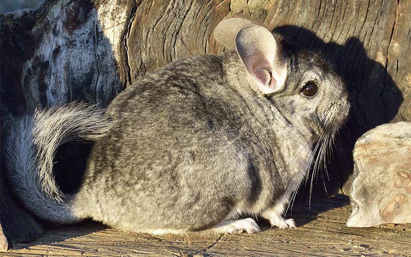 Can chinchillas catch fleas? Flea Symptoms and Treatment