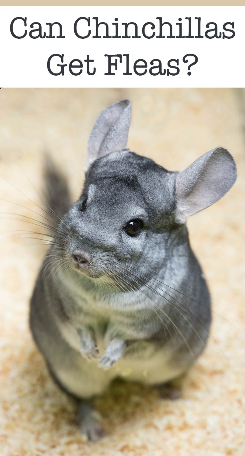 Can chinchillas catch fleas? Flea Symptoms and Treatment