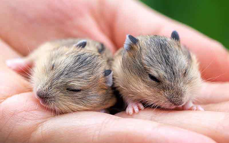Hamster Sleep Guide How Long Do Hamsters Sleep For?