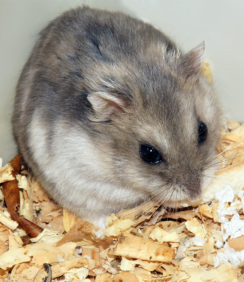 The Best Hamster Tank A Complete Guide