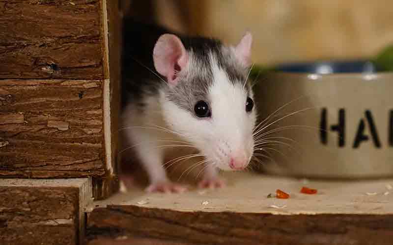 Safe And Toxic Wood For Rats To Chew, 52 OFF tratenor.es