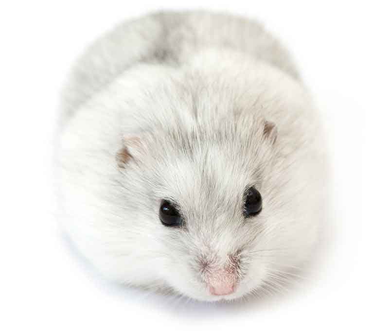 Hamster Breeds Differences, Similarities, and Choosing