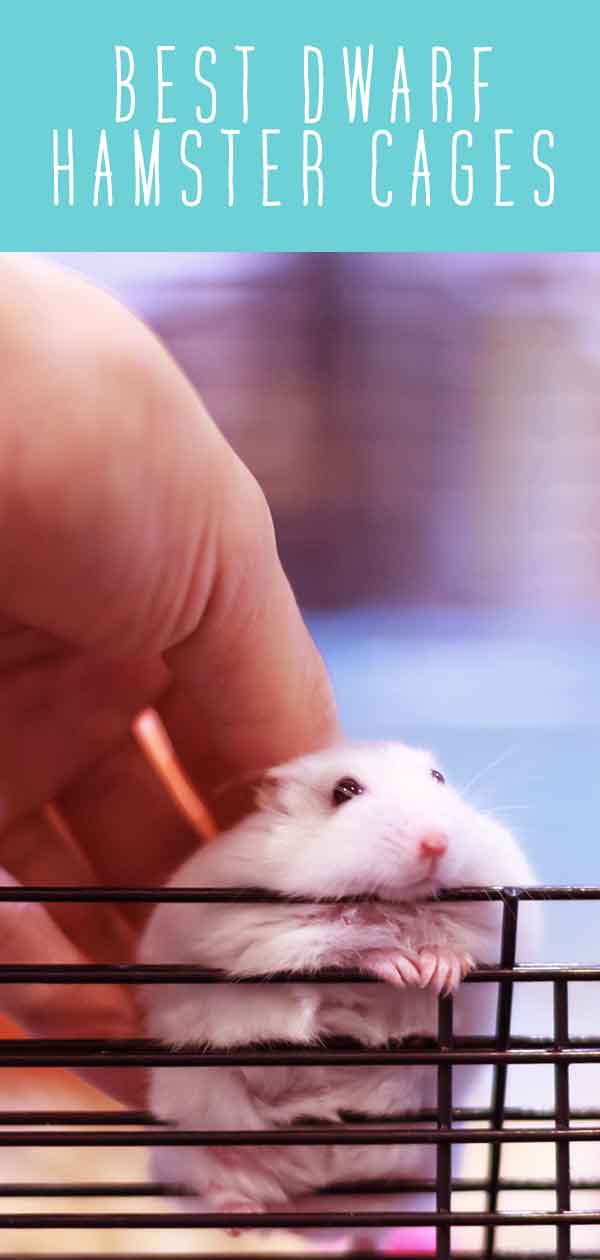 Best Dwarf Hamster Cages Complete Hamster Cage Guide With Reviews