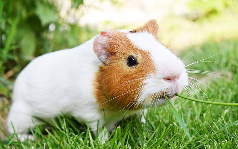 Can Guinea Pigs Eat Fresh Grass & Can You Grow Your Own