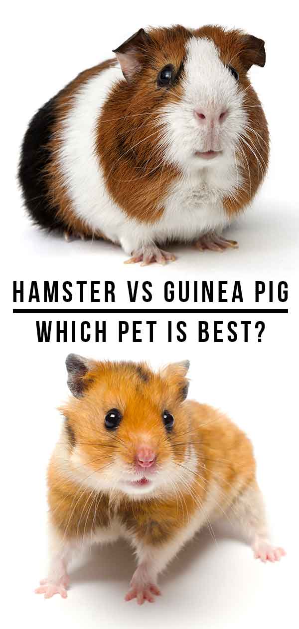 Hamster vs Guinea Pig Which Pet Is Right For Me?
