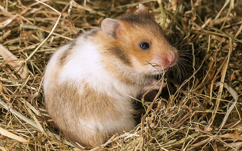 Best Bedding For Hamsters Dwarf Or Syrian Hamster Bedding Reviewed