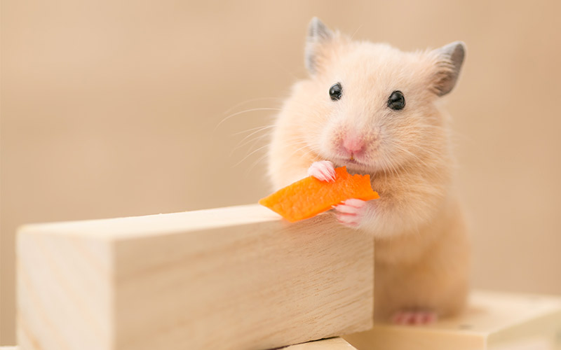 Can Hamsters Eat Carrot Safely And How Much Can They Have?