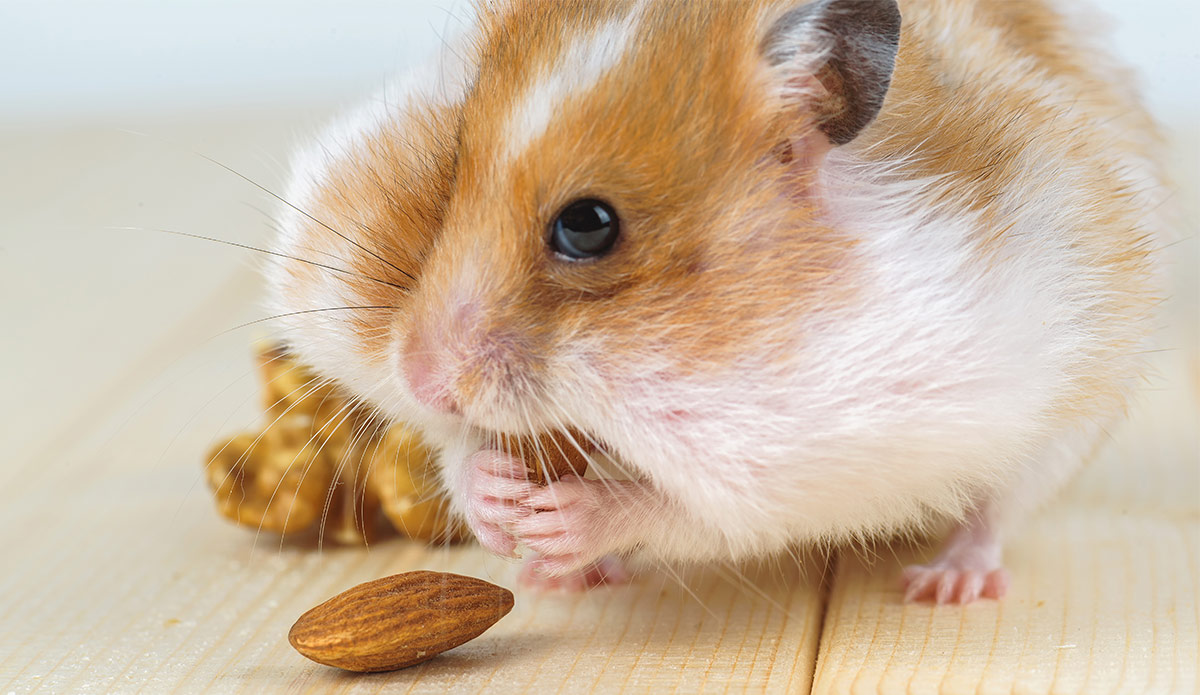 The Very Best Girl Hamster Names For Your New Furry Friend