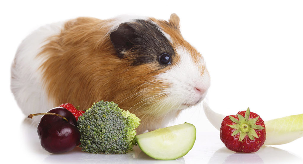 Can Guinea Pigs Eat Broccoli? The Pros And Cons Of This Leafy Green