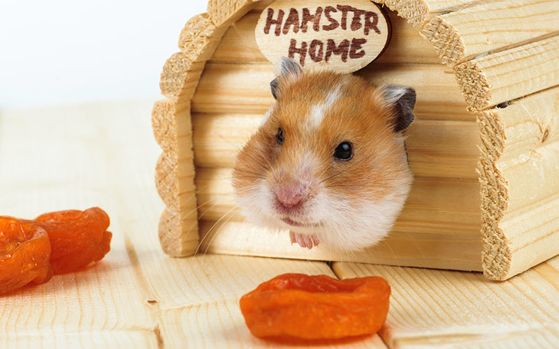 The Very Best Girl Hamster Names For Your New Furry Friend