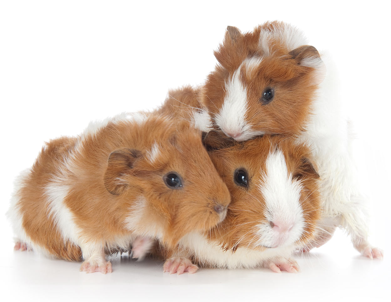 Guinea Pig Breeds