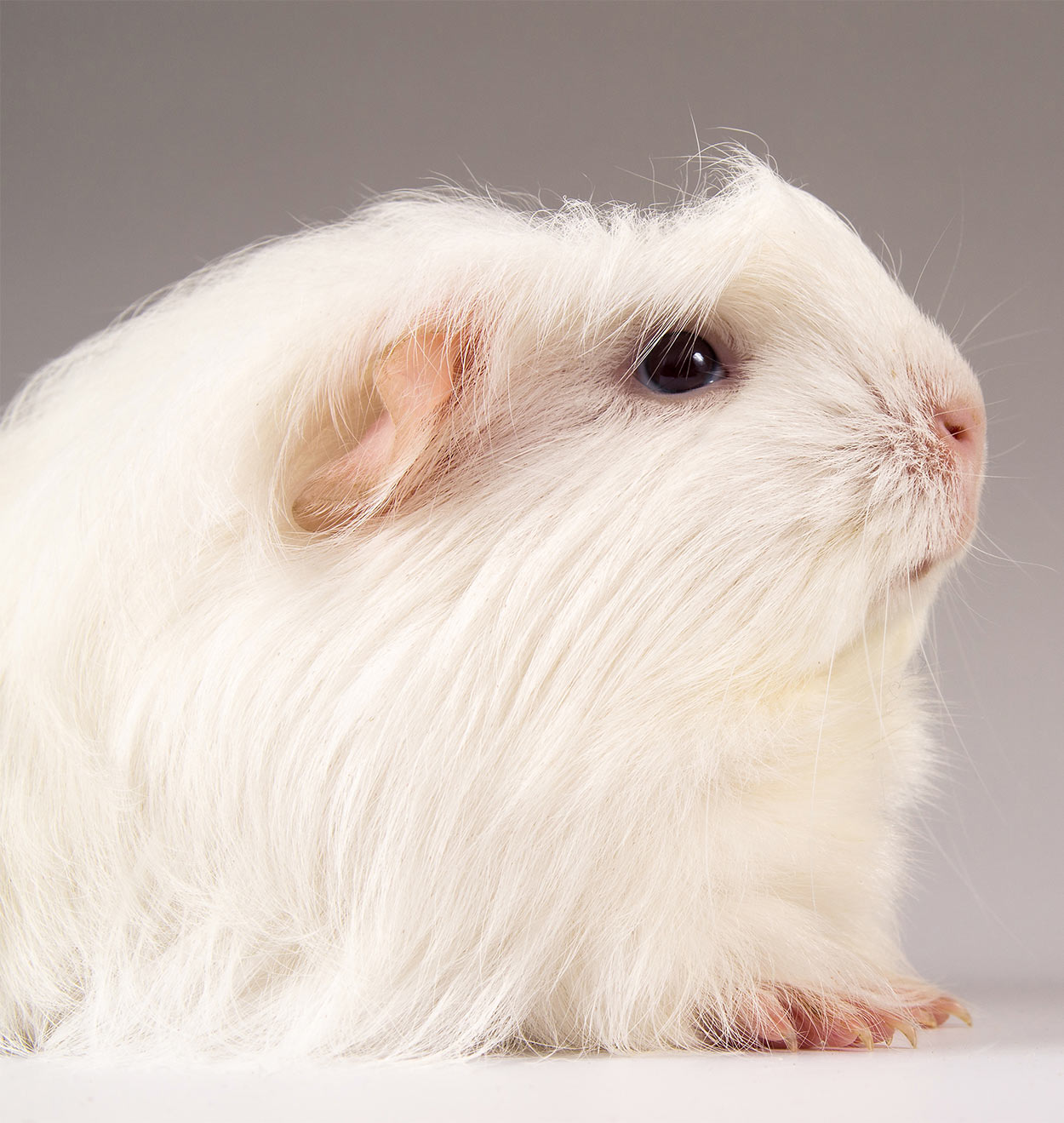 Guinea Pig Breeds