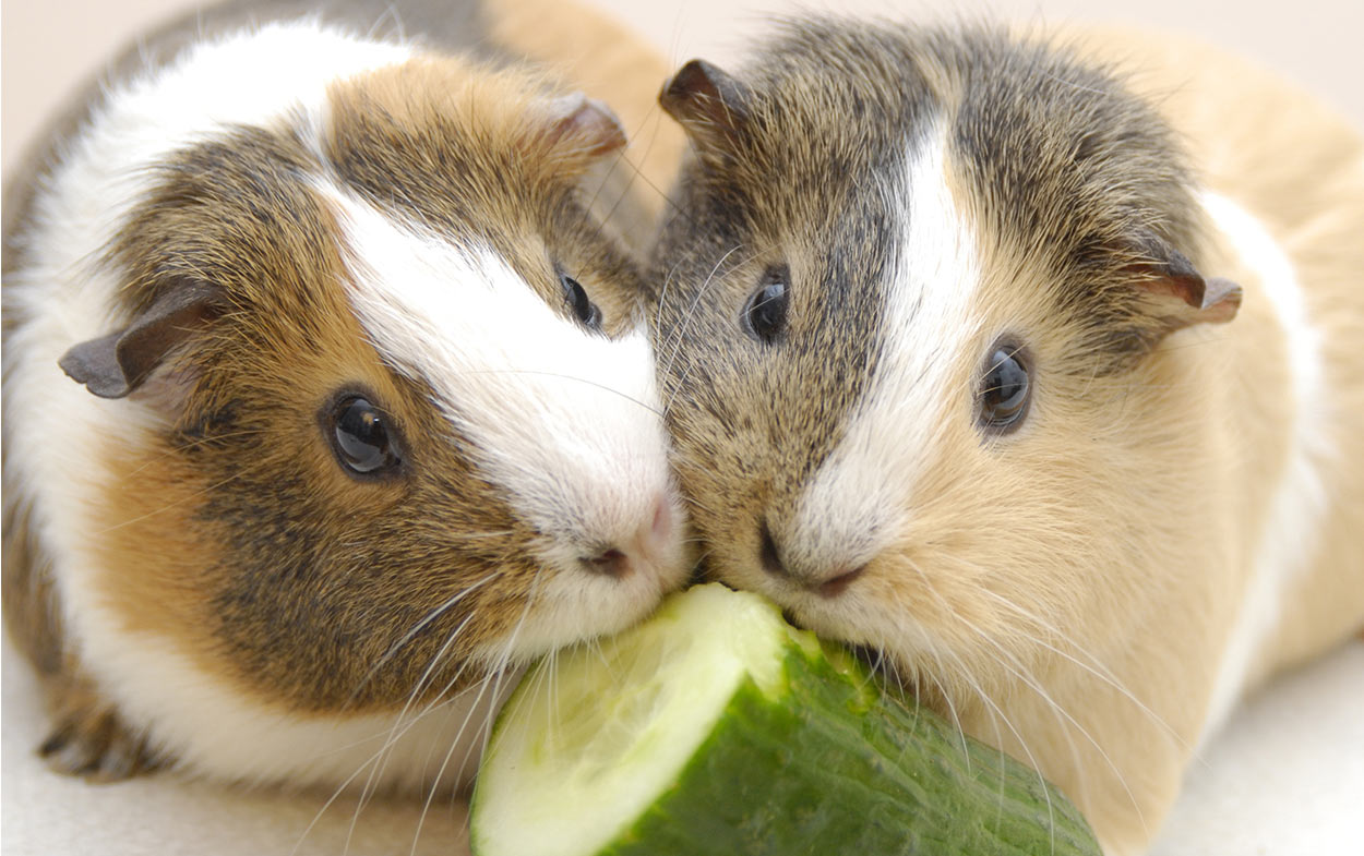 Can Guinea Pigs Eat Cucumber A Guide to Piggies and Cucumbers
