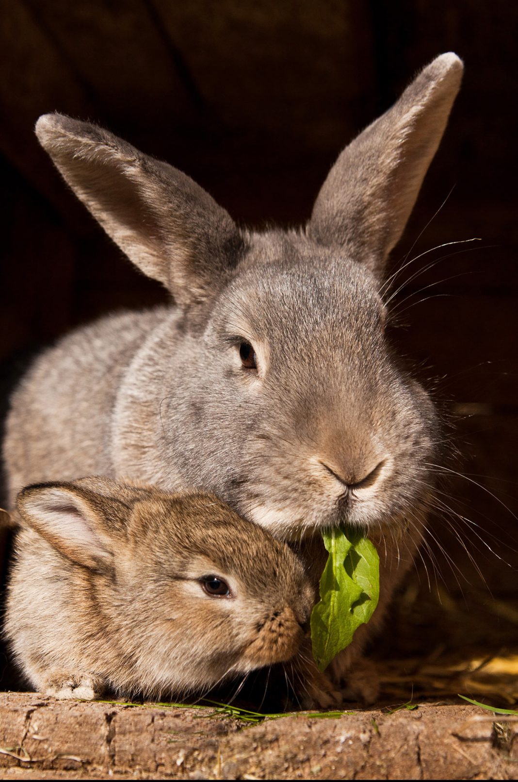 How Long Do Rabbits Live? A Guide To Pet Rabbit Life
