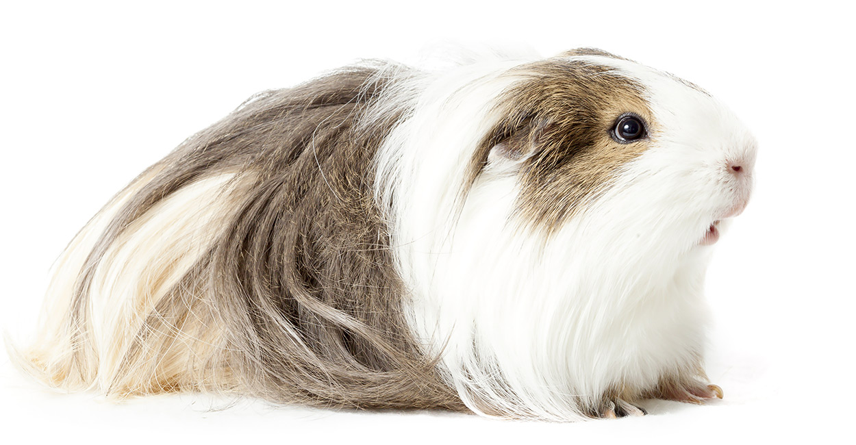 Silkie Guinea Pigs A Complete Guide To A Beautiful Breed