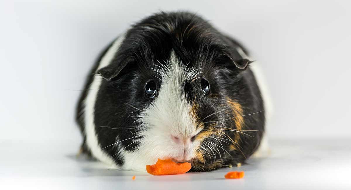 Guinea Pig Maze How To Make Your Own Guinea Pig Adventure