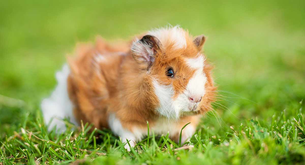 Can Humans Get Mange From Guinea Pigs toxoplasmosis