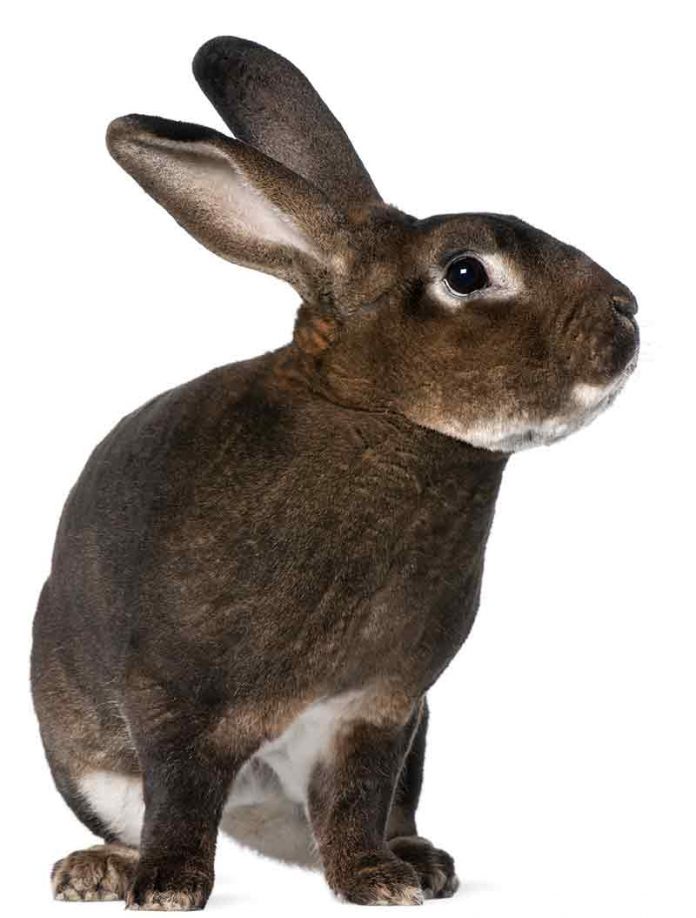 The Rex Rabbit Helping You Decide If The Rex Rabbit Is