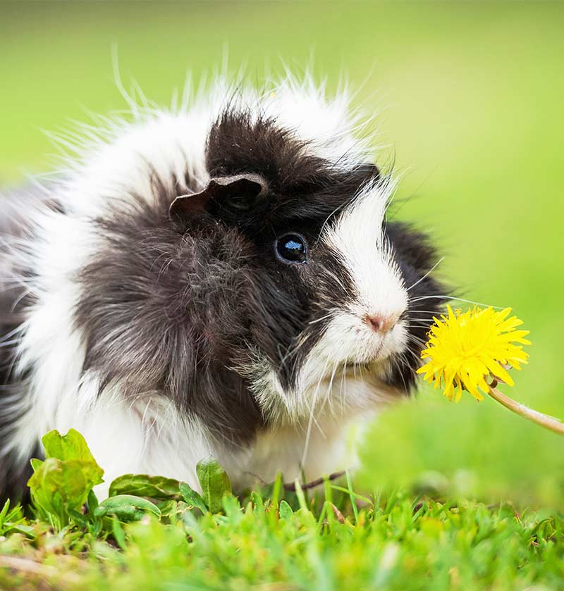 Where Do Guinea Pigs Come From?