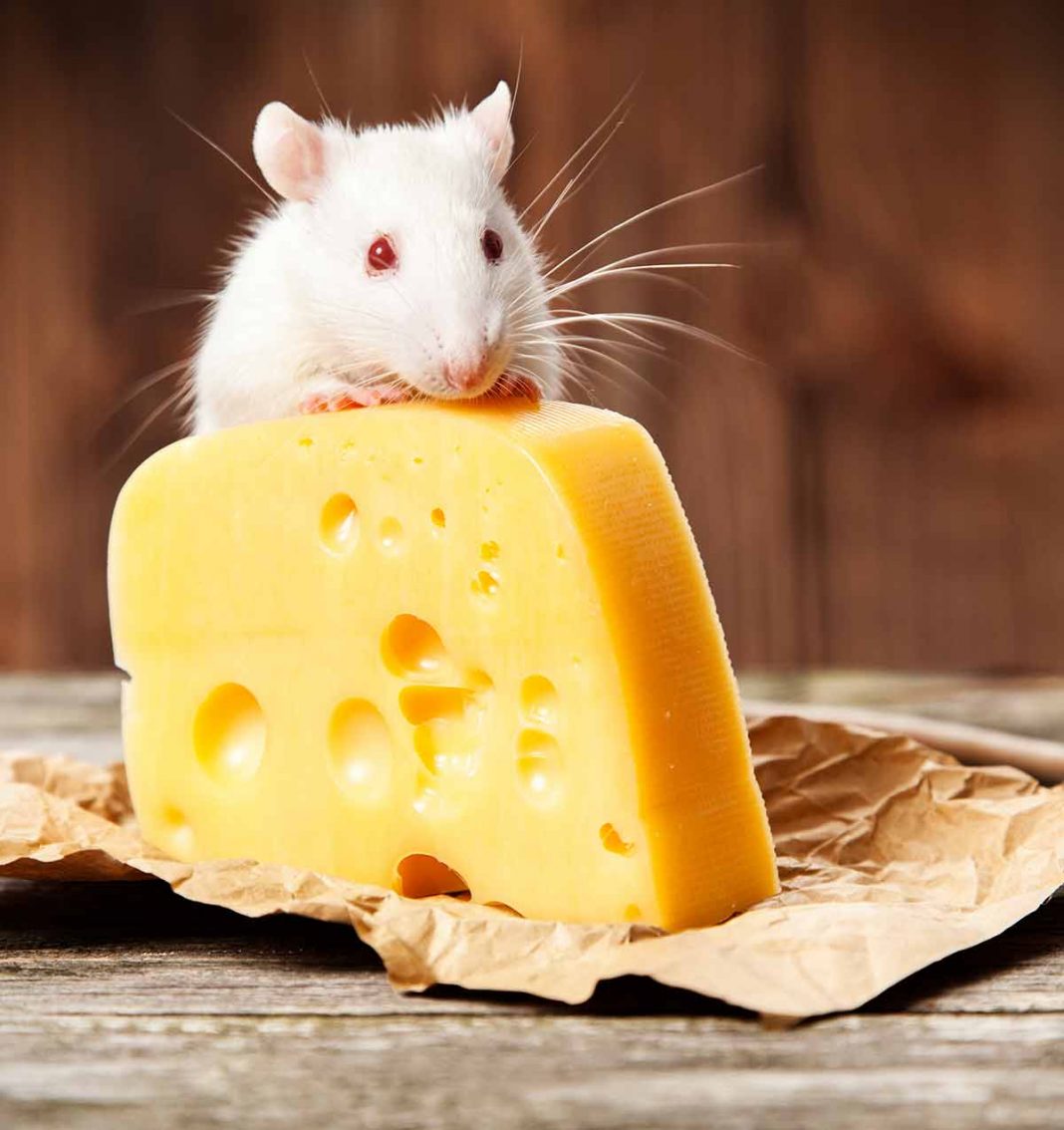 What Sound Does A Rat Make? Learn What He’s Saying