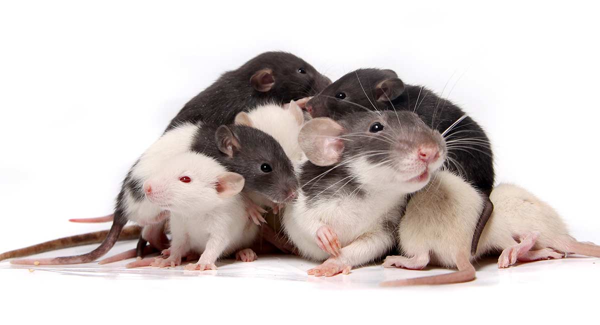 How Many Babies Do Rats Have? What To Expect When Your Pet Rat Is Expecting