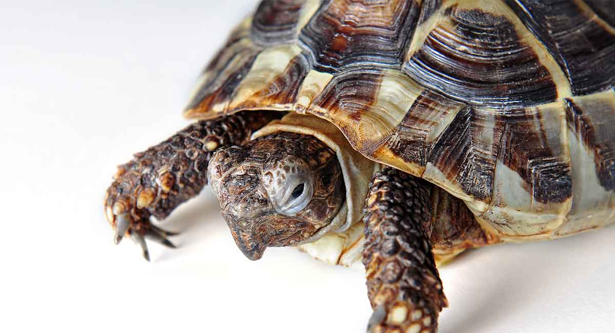 Tortoise Health Conditions Guide for Keepers Reptiles' Cove