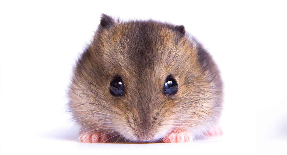 Dwarf Hamster Lifespan How Long Will Your Dwarf Hamster