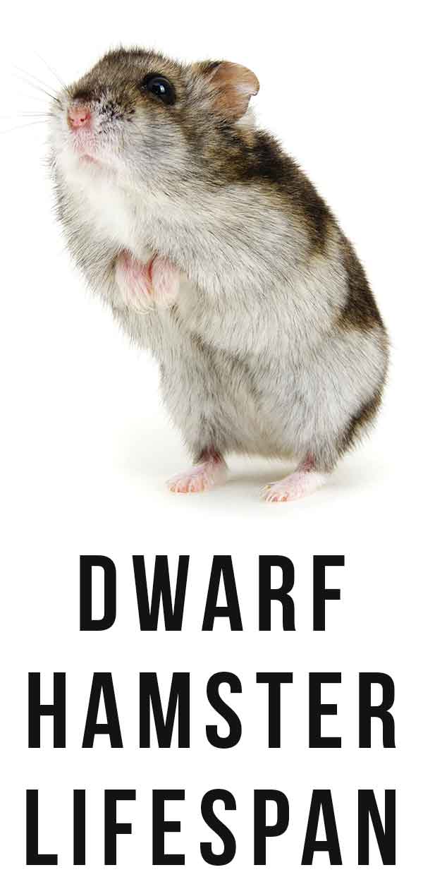 Dwarf Hamster Lifespan How Long Will Your Dwarf Hamster