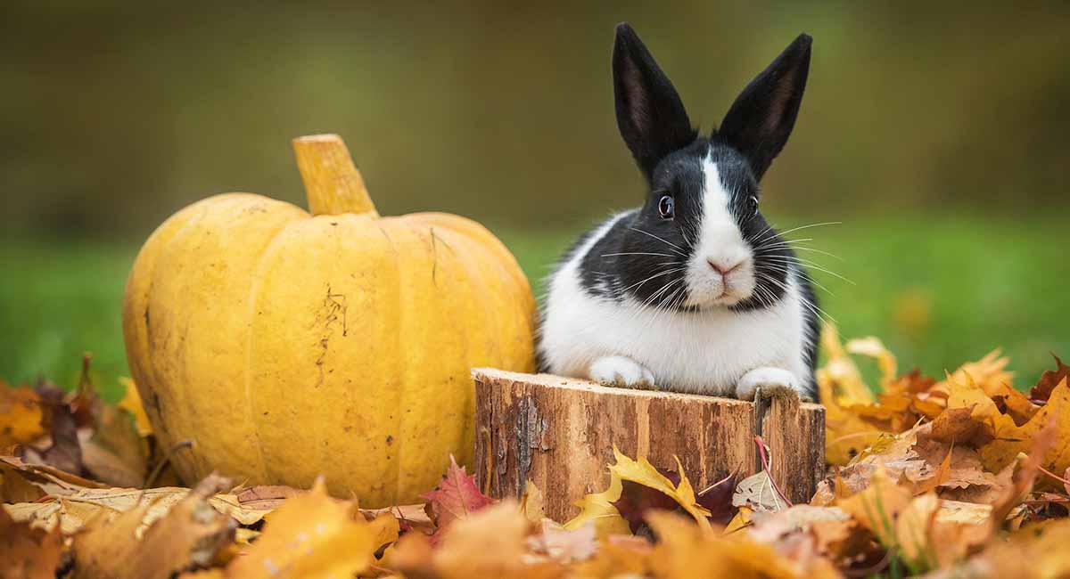 Dutch Rabbit The Striped Bunny With A Perfect Personality?