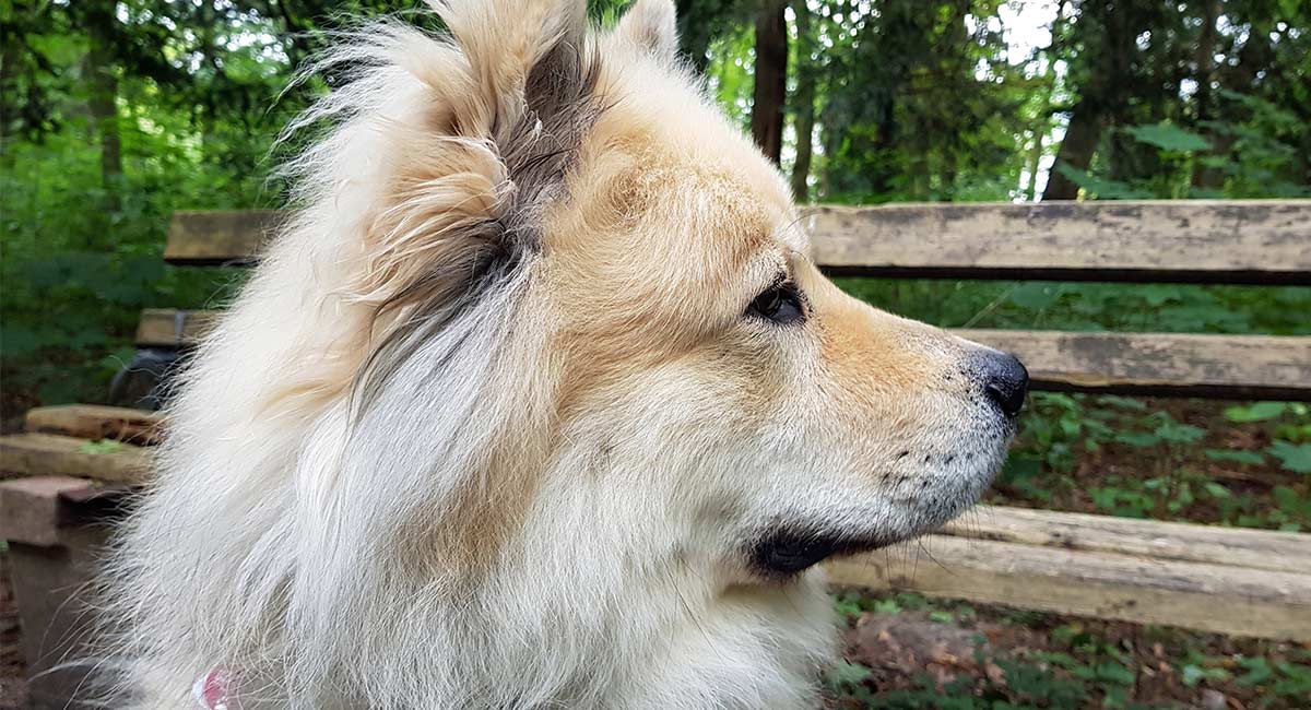 Chusky The Chow Chow Siberian Husky Mix or Chowski