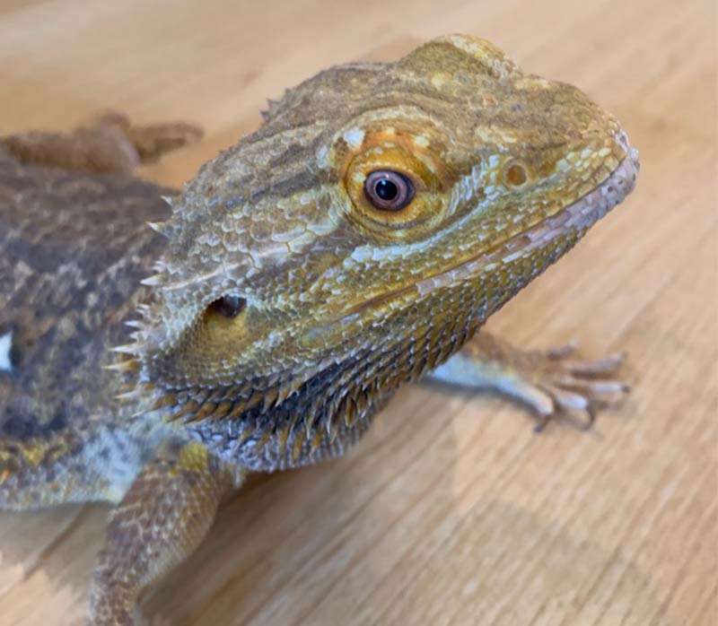 Bearded Dragon gives you some amazing ideas on how to name your dragon.