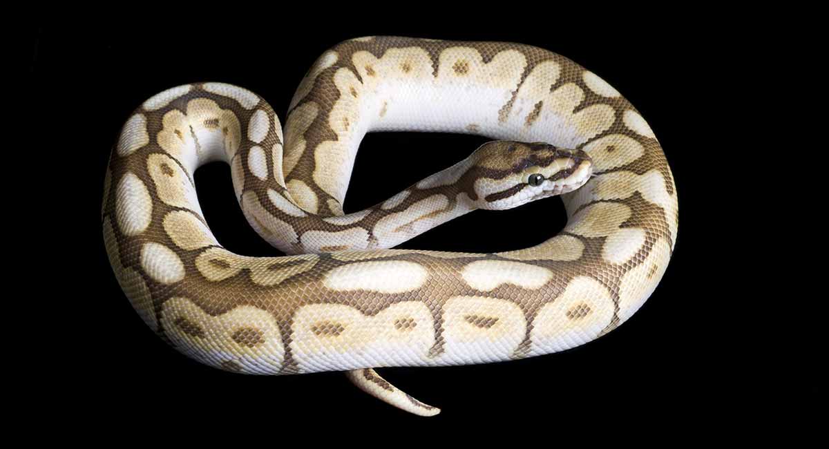 Spider Ball Python What Should You Know About This Morph?