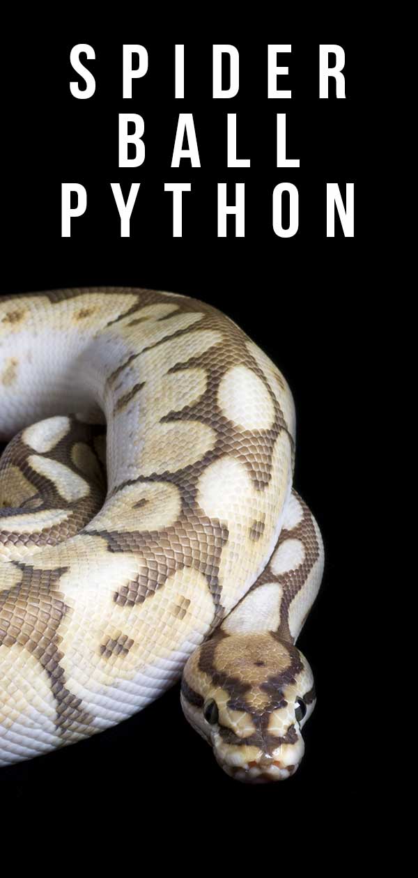 Spider Ball Python What Should You Know About This Morph?