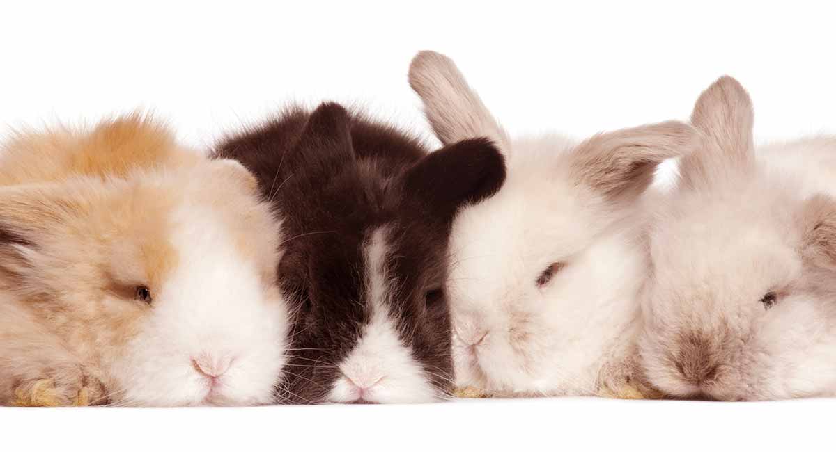 Do Rabbits Hibernate A Guide To Bunny Sleep