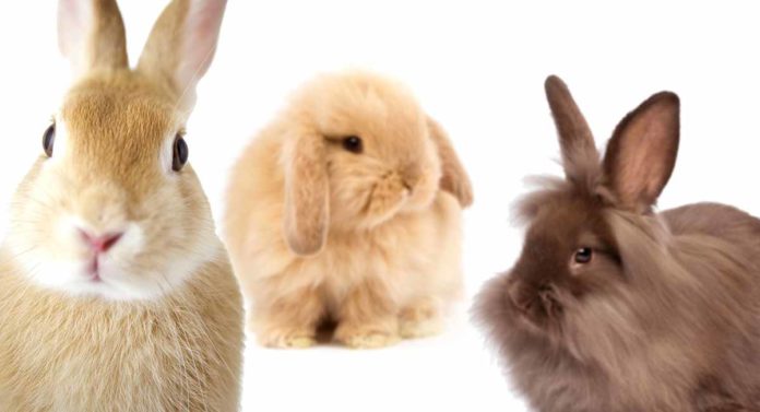 Rabbit Breeds A Complete Guide To 25 Of The Best Rabbit