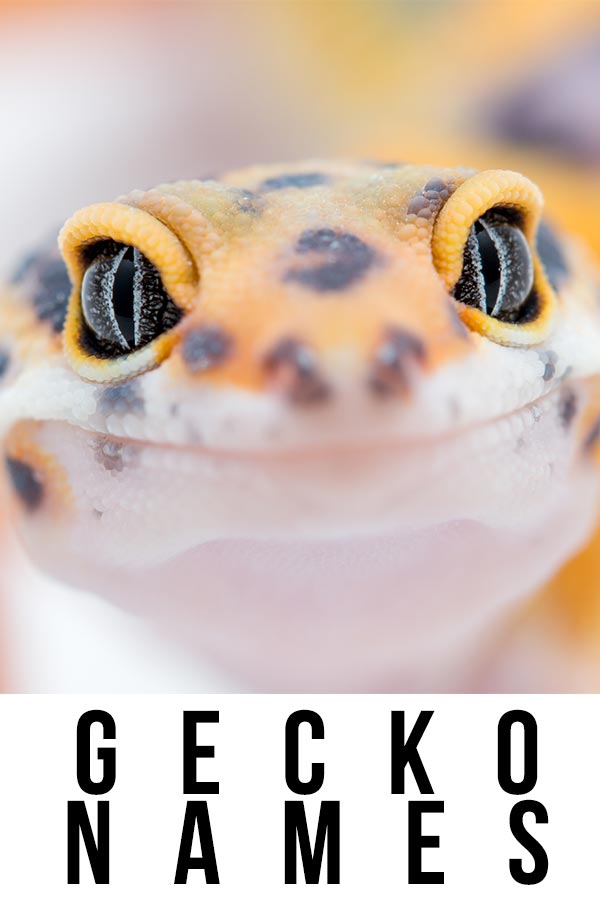 Gecko Names Over 300 Cute, Badass, And Creative Ideas