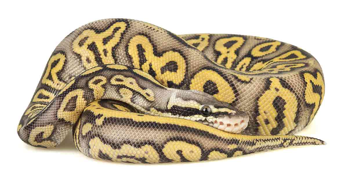Ball Python Names Over 300 Funny, Cool, And Cute Ideas Ball Python Names Over 300 Funny, Cool, And Cute Ideas