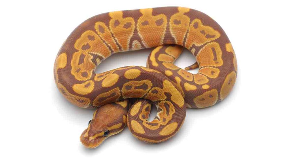 Ball Python Names Over 300 Funny, Cool, And Cute Ideas