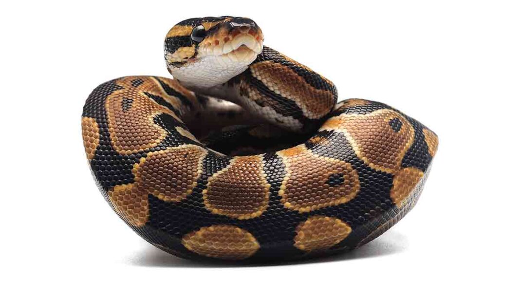 Ball Python Names Over 300 Funny, Cool, And Cute Ideas Ball Python Names Over 300 Funny, Cool, And Cute Ideas