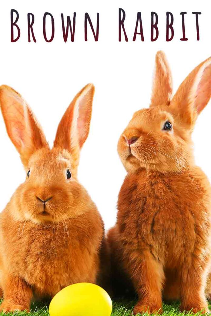 Brown Rabbit The Most Popular Brown Rabbit Breeds