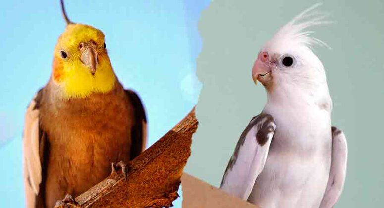 Types Of Cockatiels How To Choose The Best One For You