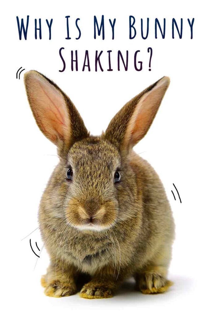 Why Does My Bunny Keep Shaking at Sarah Woods blog