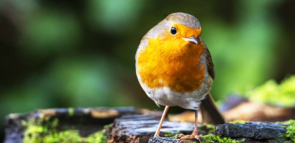 Cute Bird Names Adorable Ideas For Pet Birds