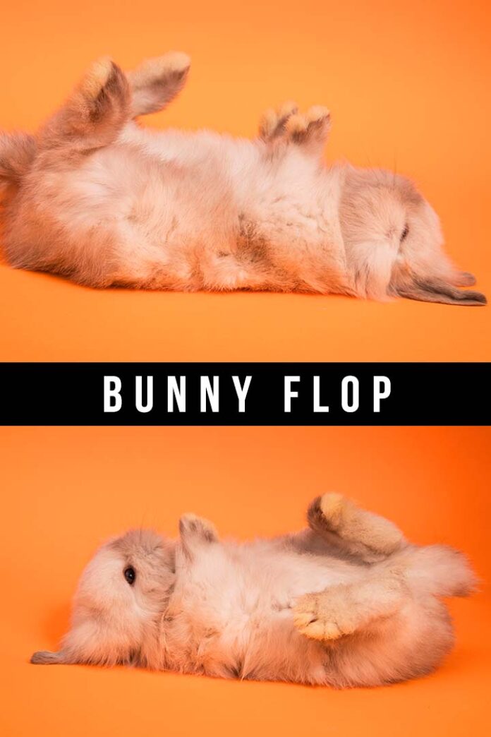 Bunny Flop What Does It Mean When Rabbits Flop Over?