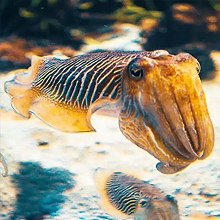 Squid Facts and Information