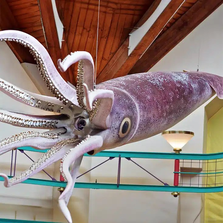 Squid Facts and Information