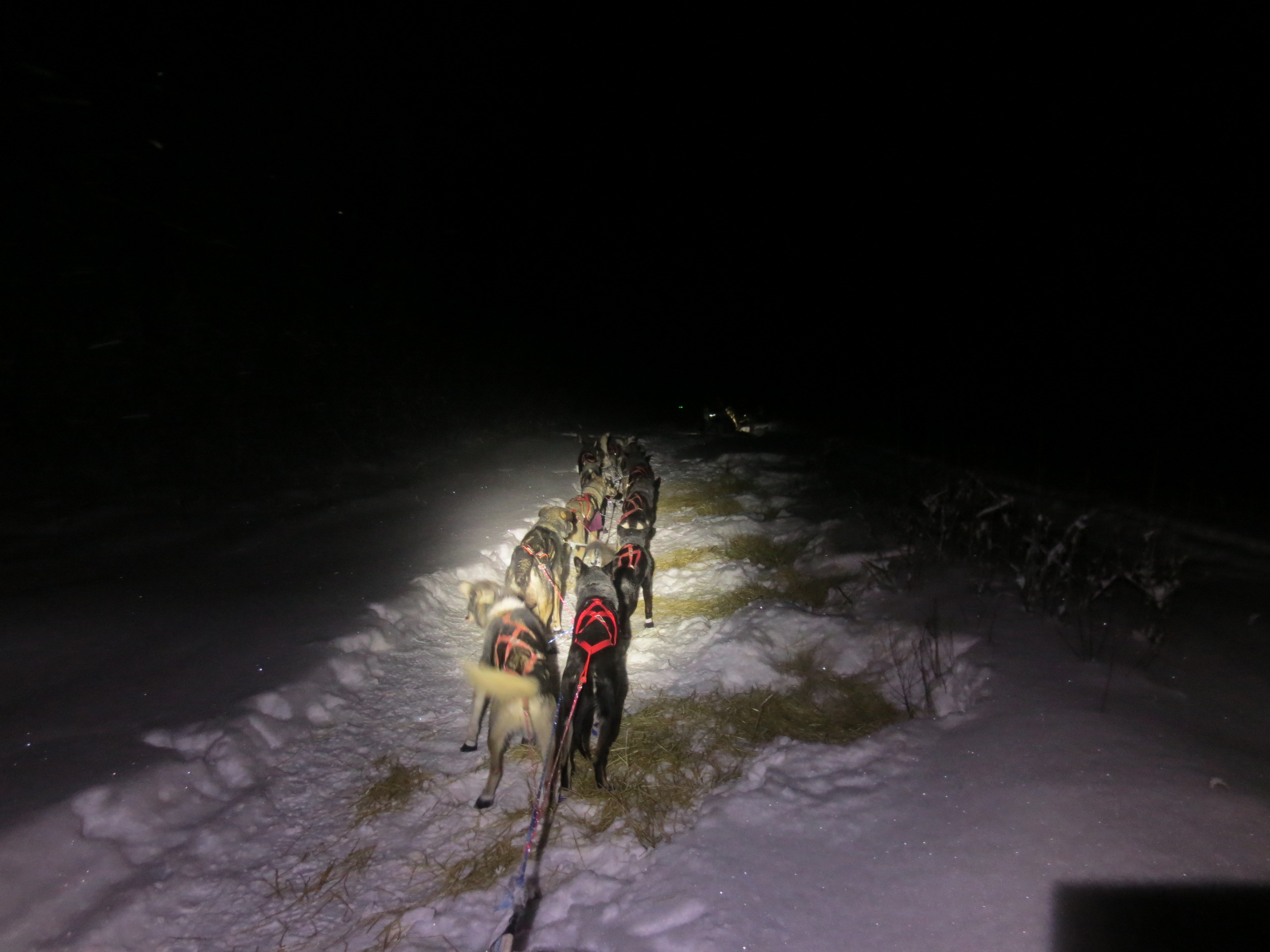 Scurion Headlamps... Lighting up the dark of night for Team Squid