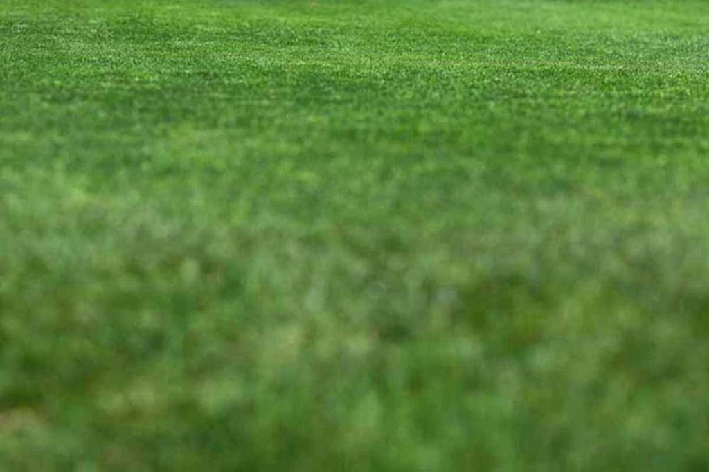 How Often Should You Cut Your Grass? Bill's Outdoor Power Red Lion, PA