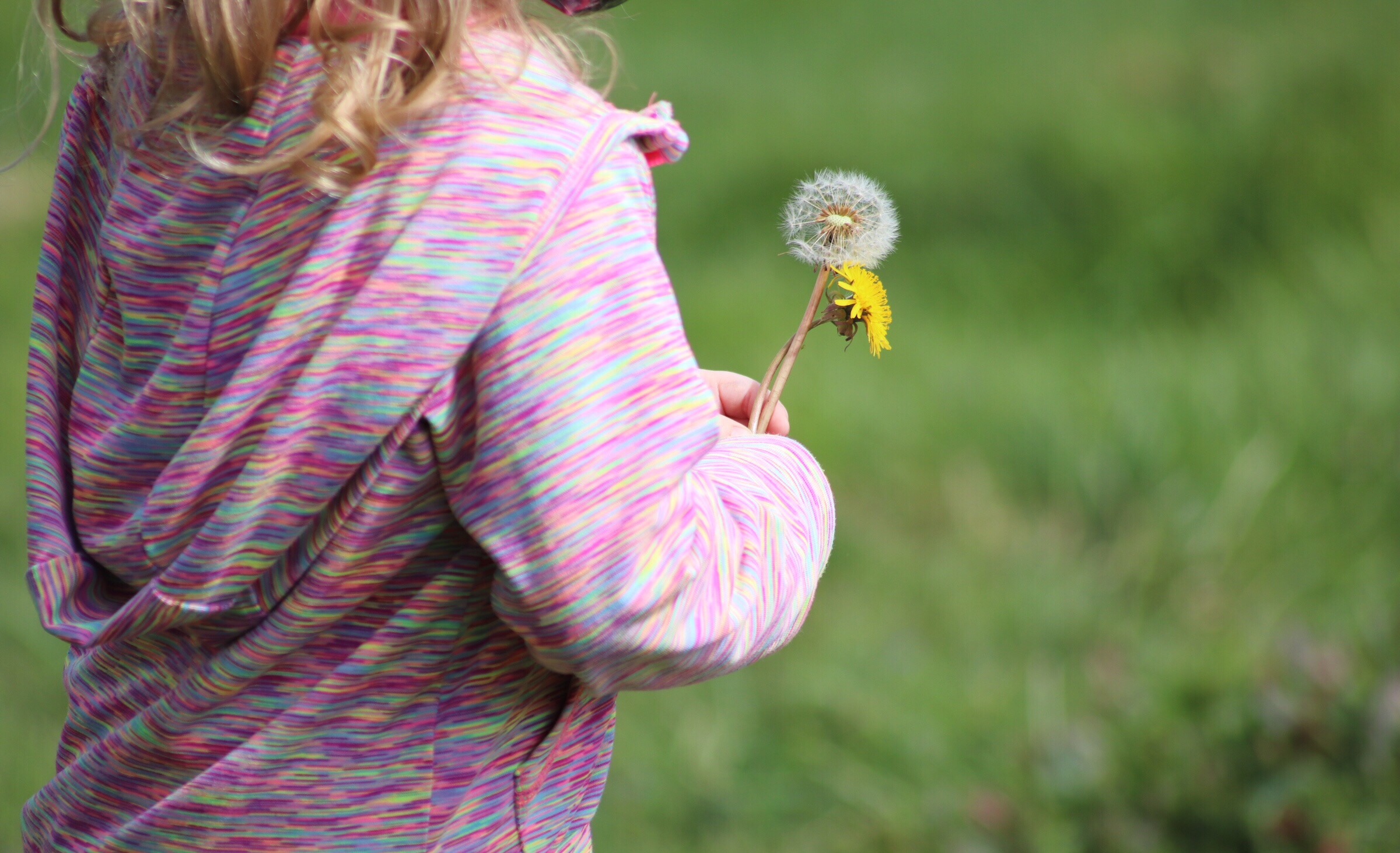 Can Guinea Pigs Eat Dandelions? Squidgypigs
