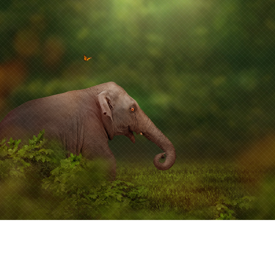 Baby Elephant In Forest Digital Backdrop